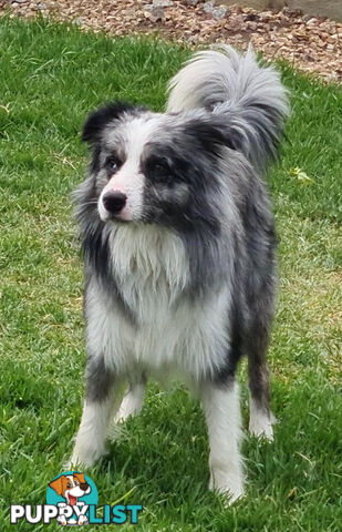 Border Collie puppies