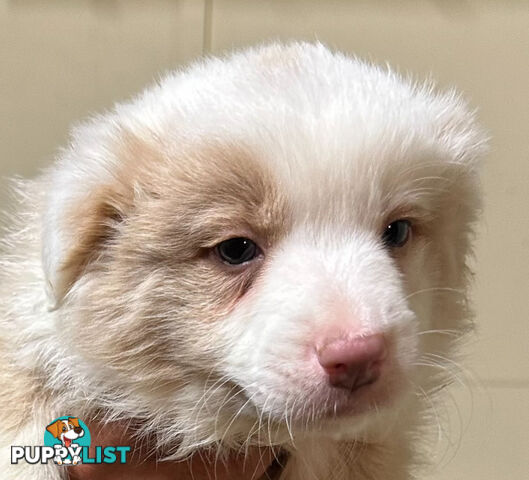 Border Collie puppies