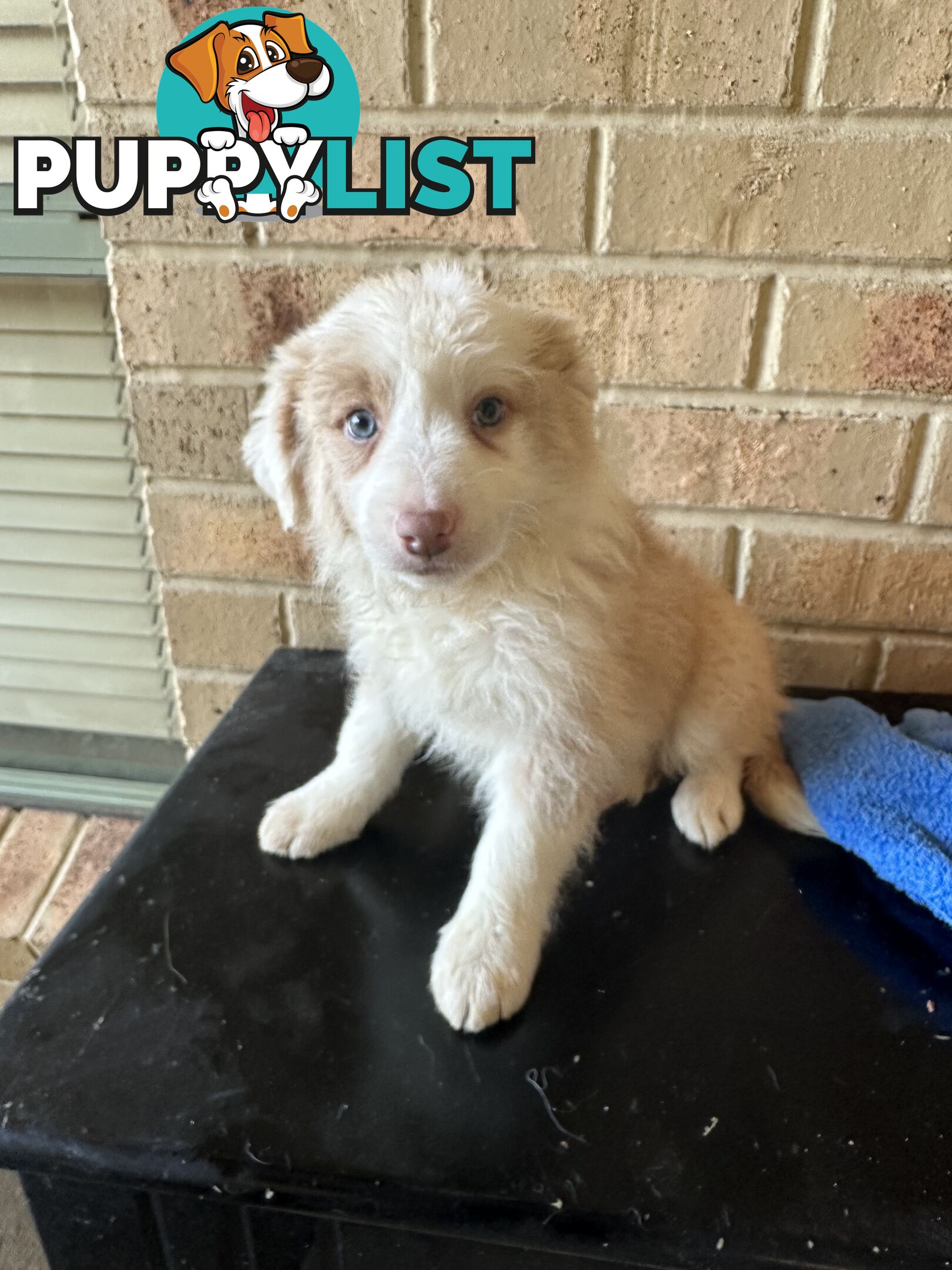 Border Collie puppies