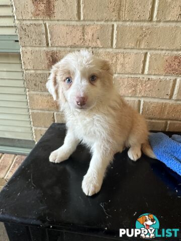 Border Collie puppies