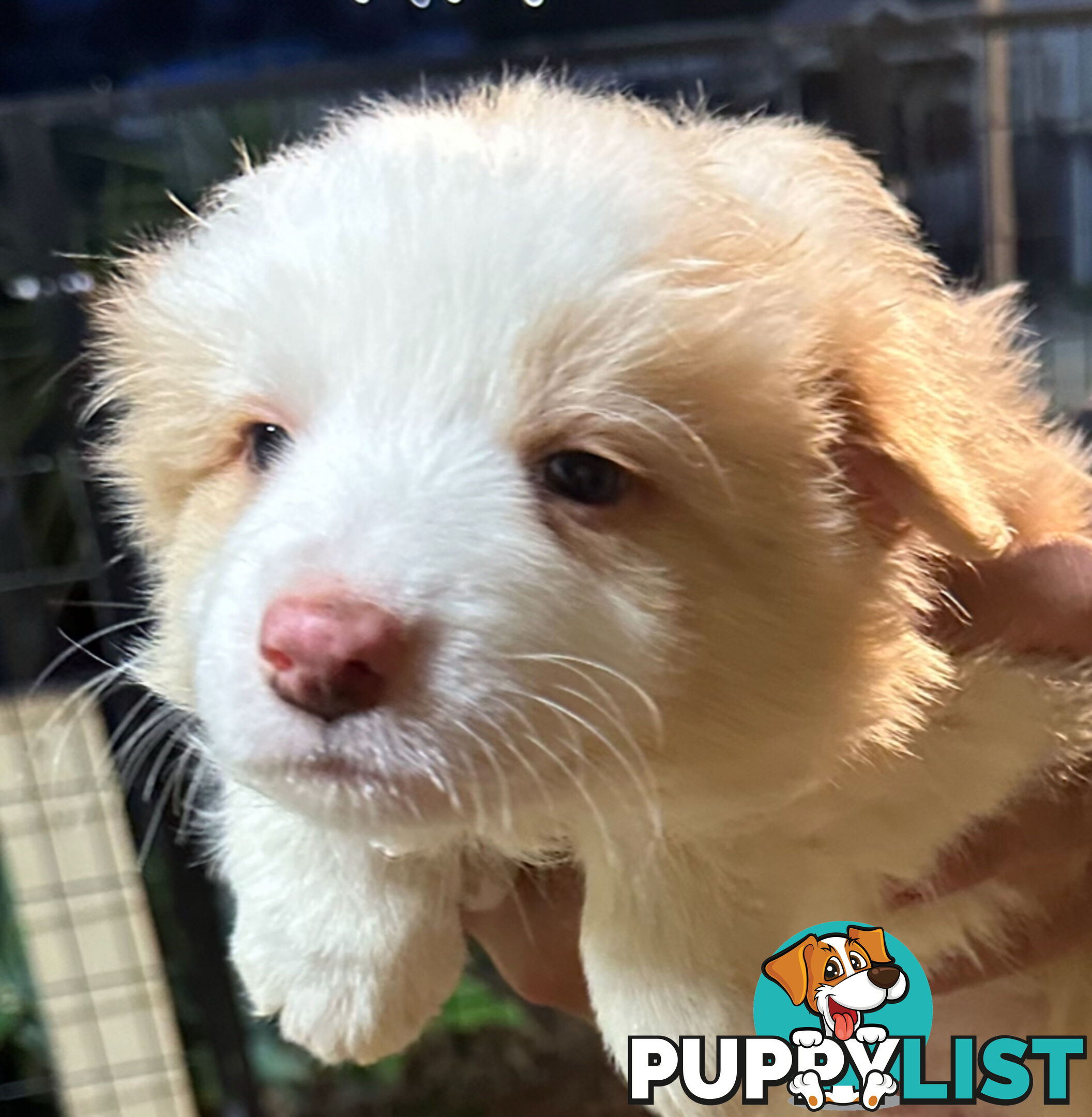 Border Collie puppies