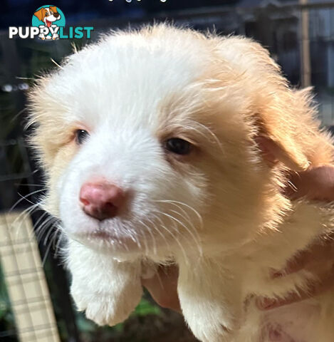 Border Collie puppies