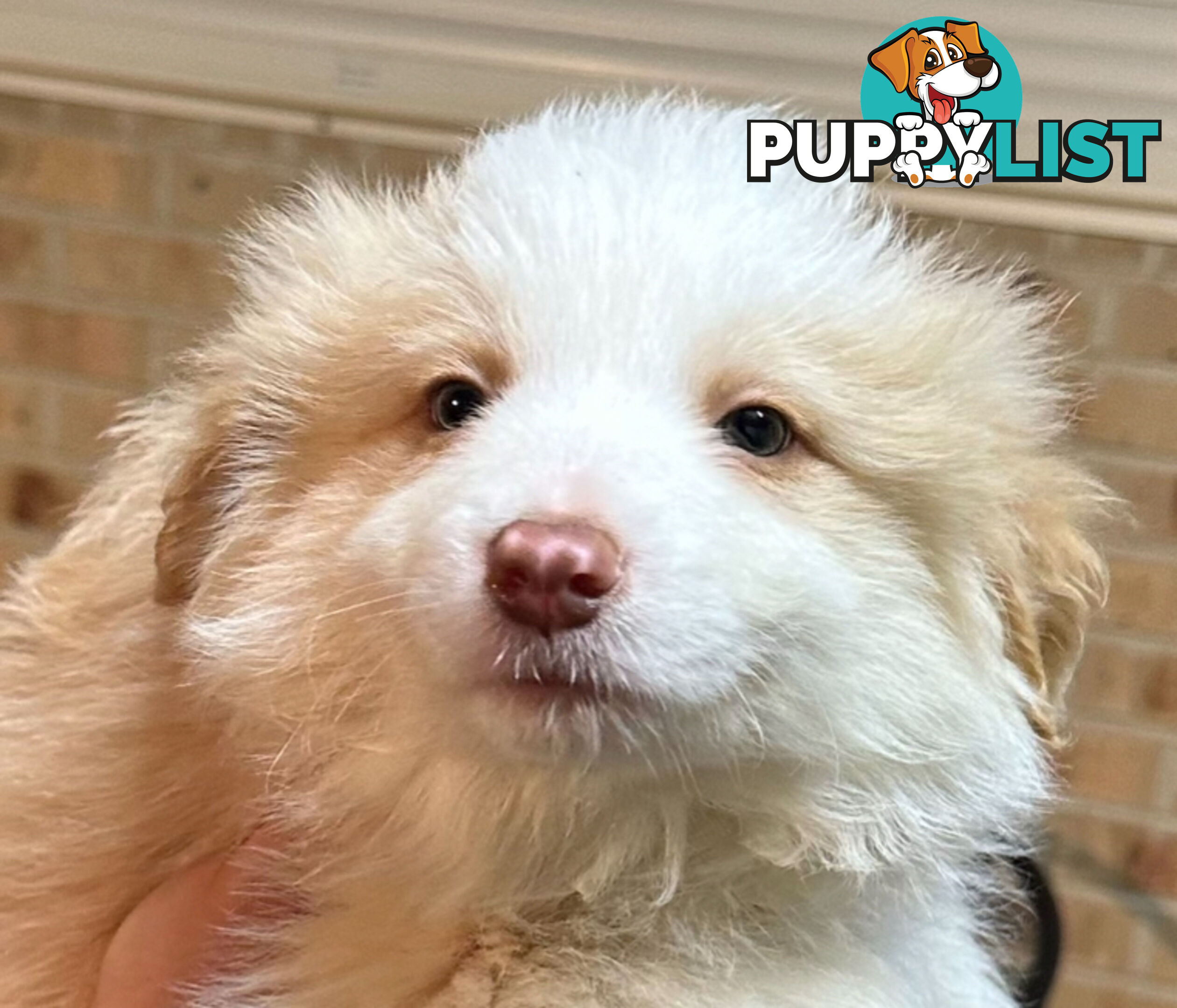 Border Collie puppies