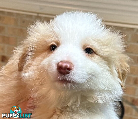 Border Collie puppies