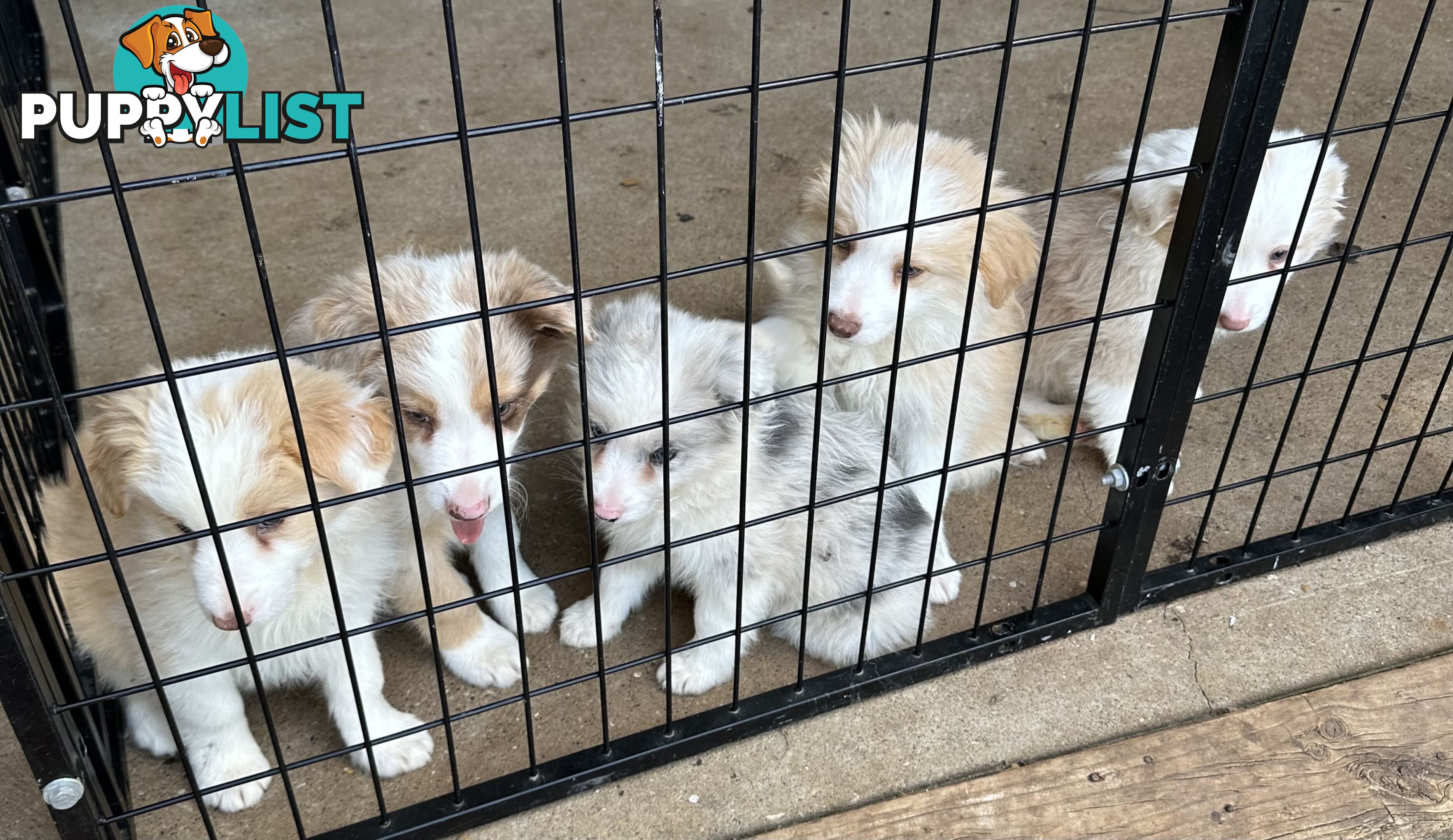 Border Collie puppies