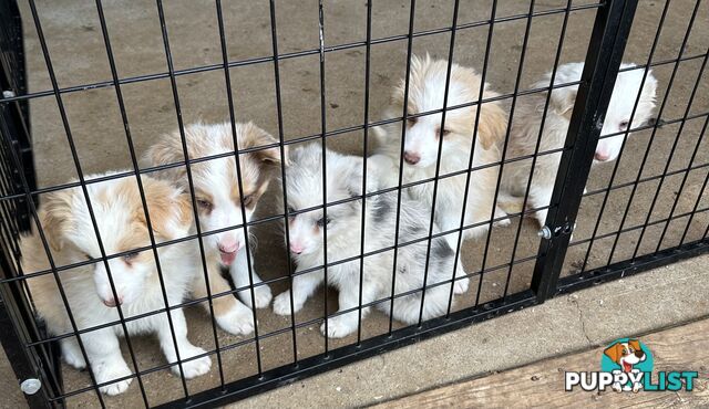 Border Collie puppies