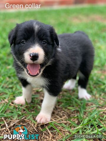 Border Collie Pups Puppies