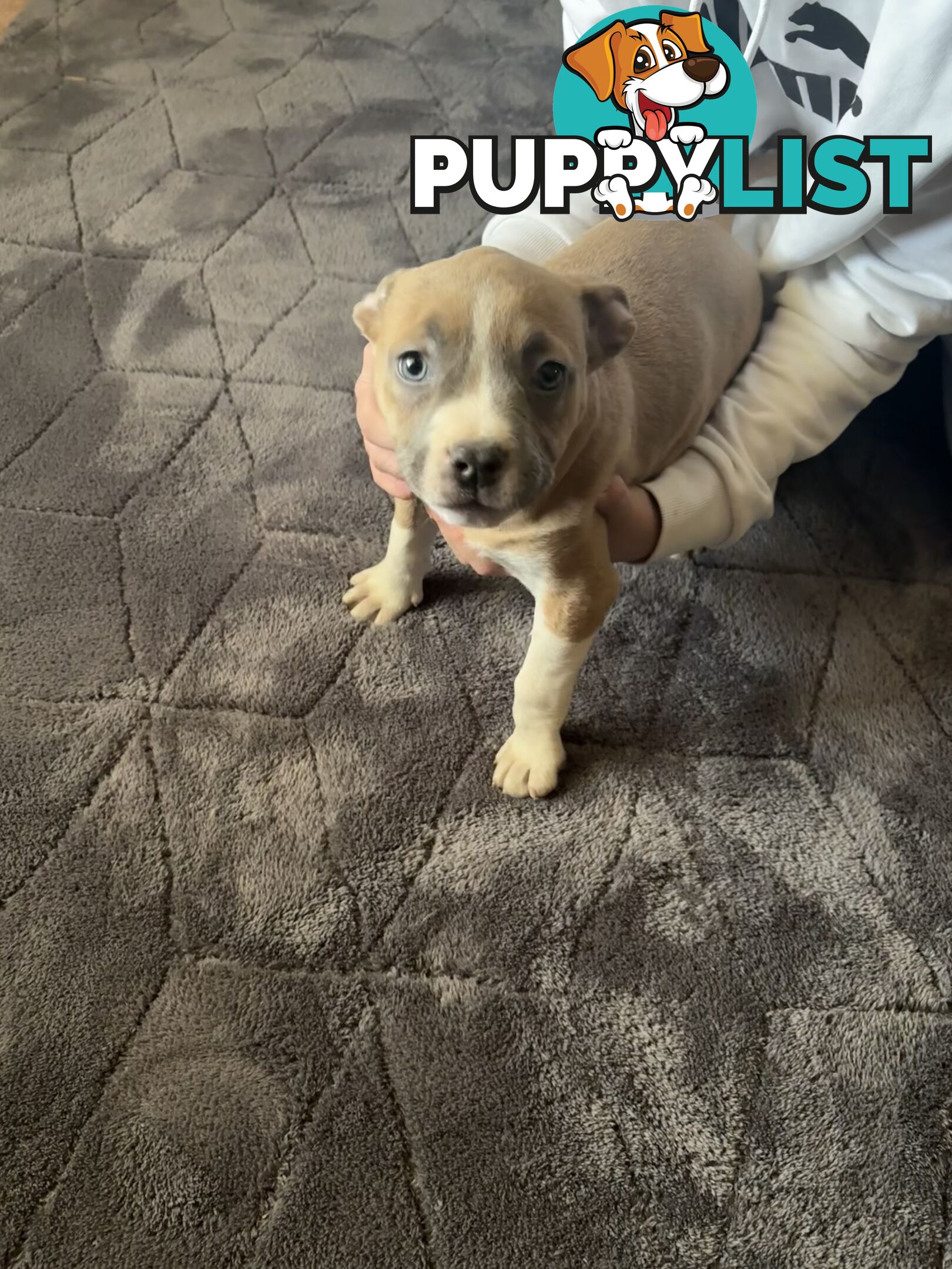 American Staffy