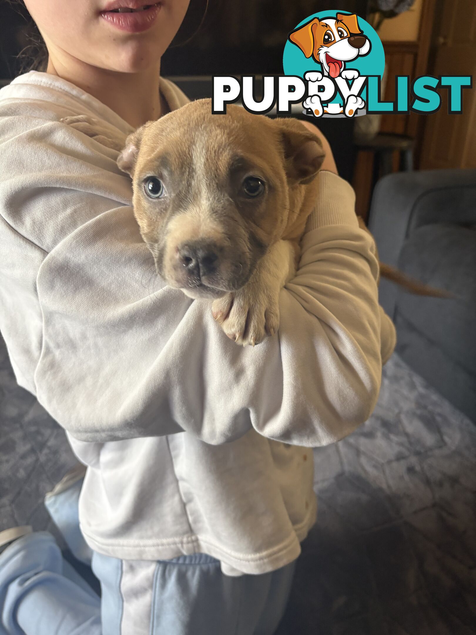 American Staffy