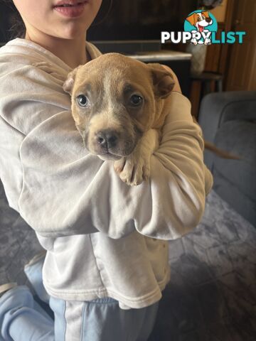 American Staffy