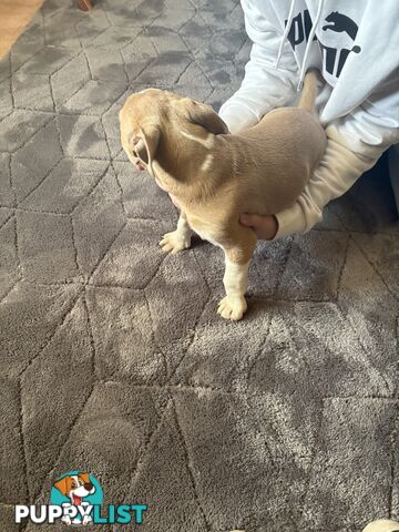 American Staffy