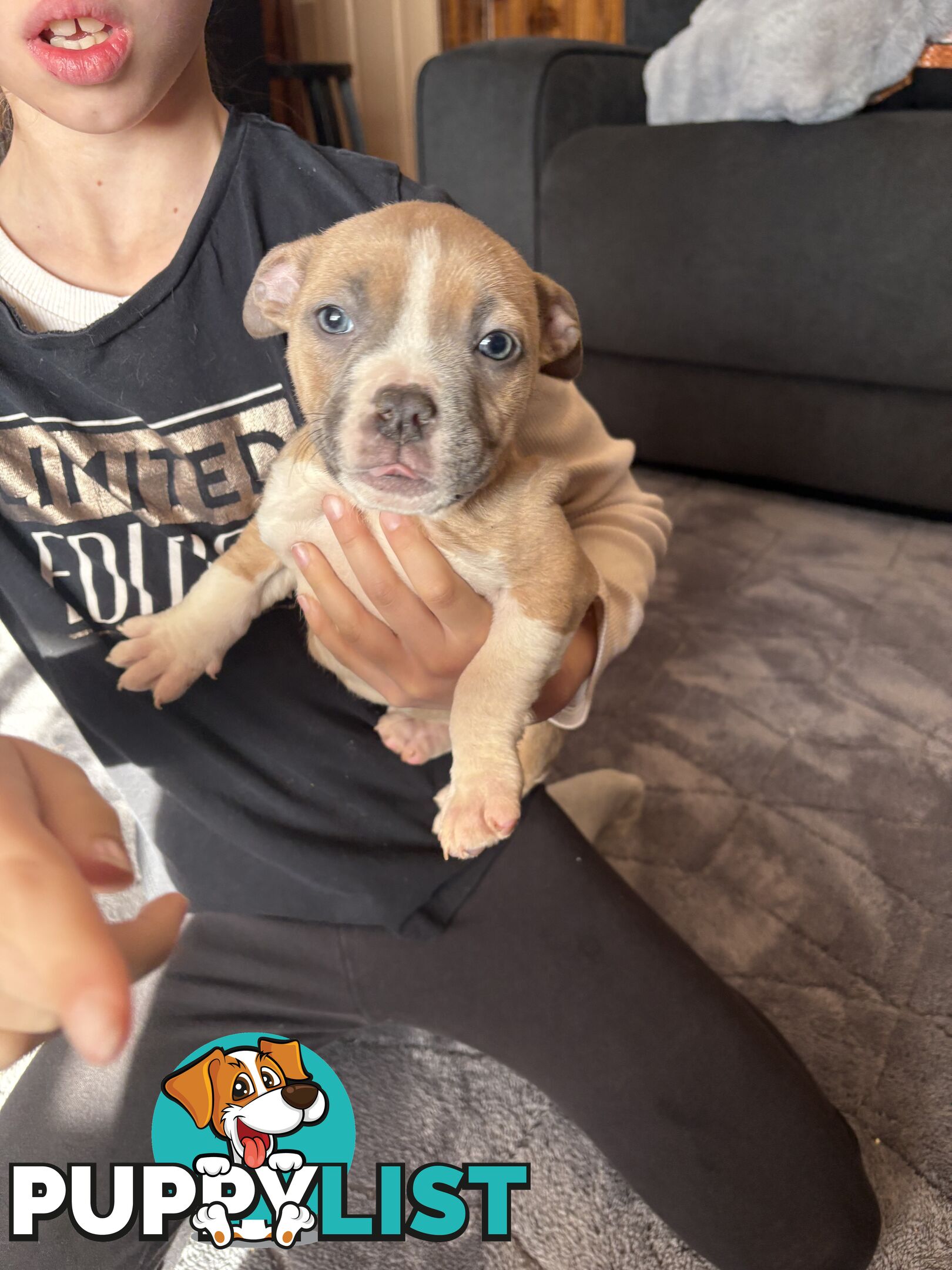 American staffy puppies