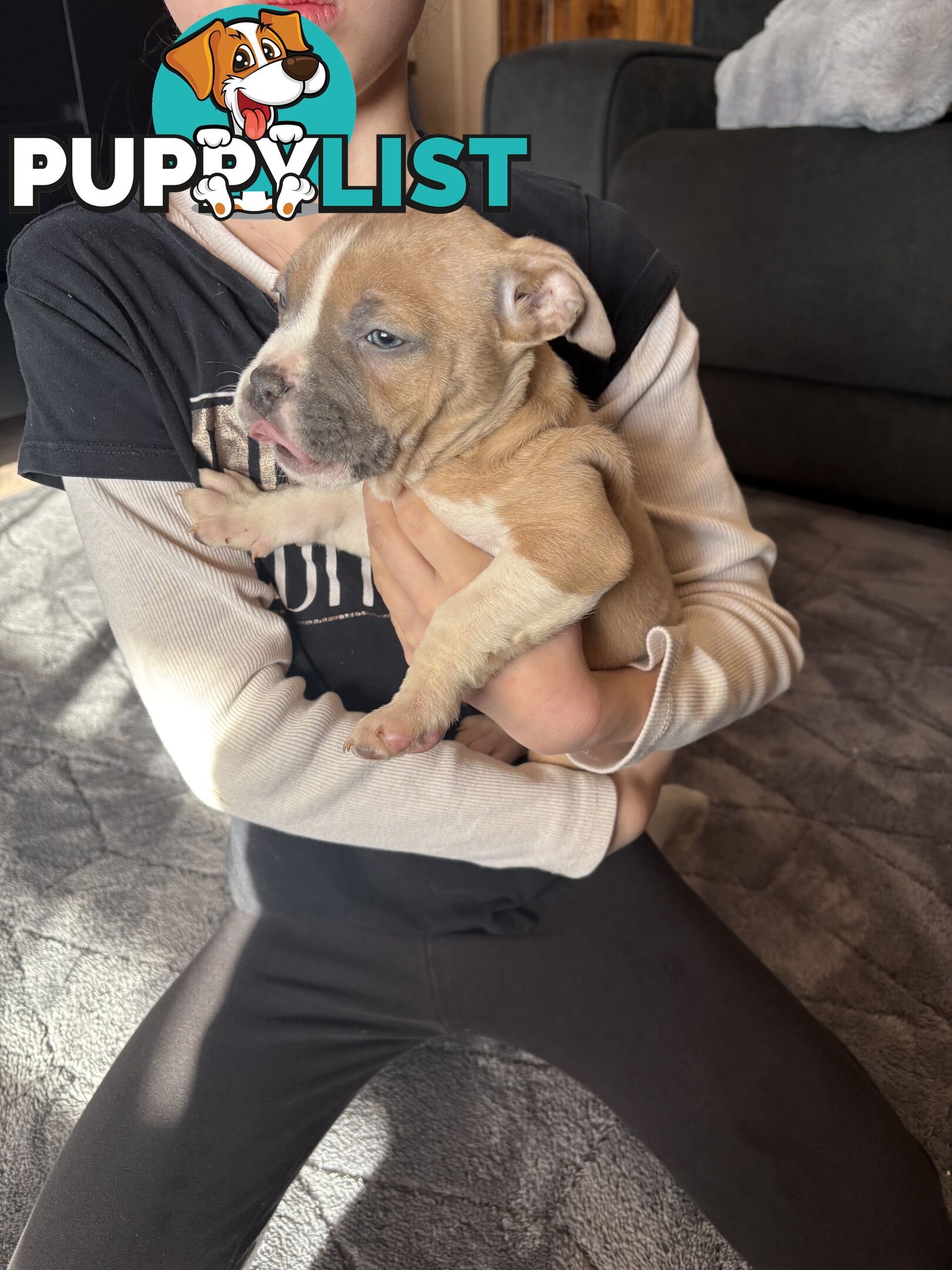 American staffy puppies