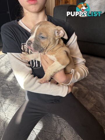American staffy puppies