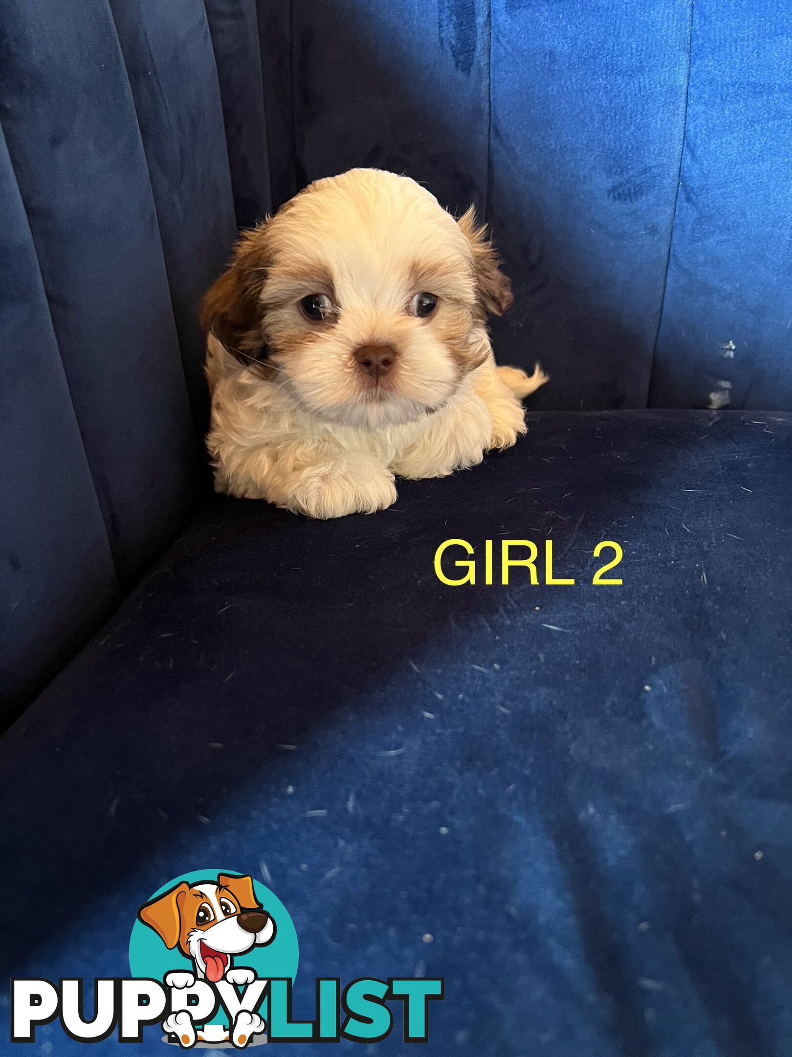 Maltese X Shihtzu puppies