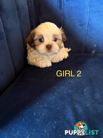 Maltese X Shihtzu puppies