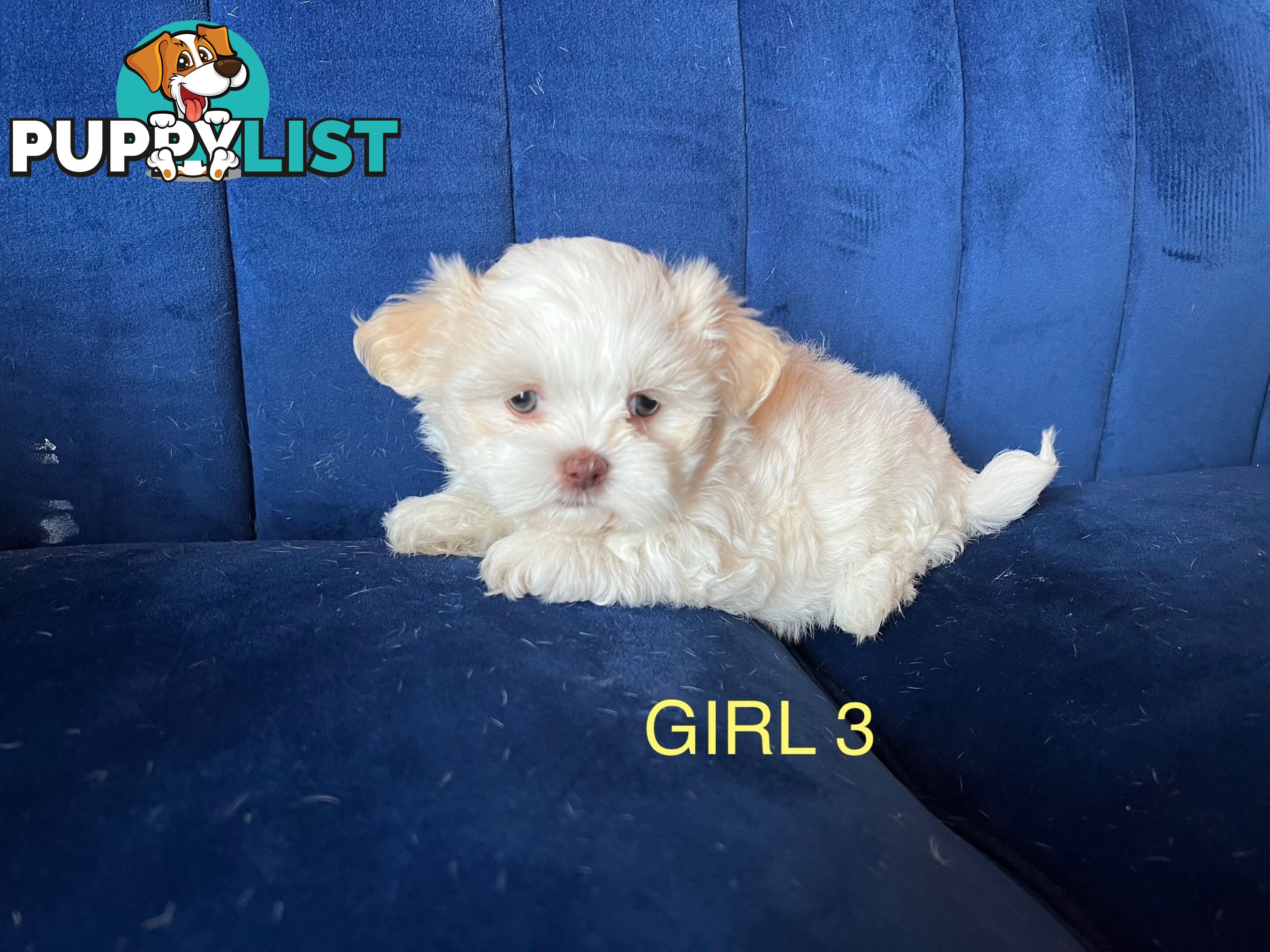 Maltese X Shihtzu puppies