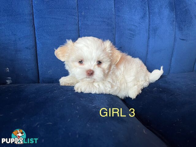 Maltese X Shihtzu puppies