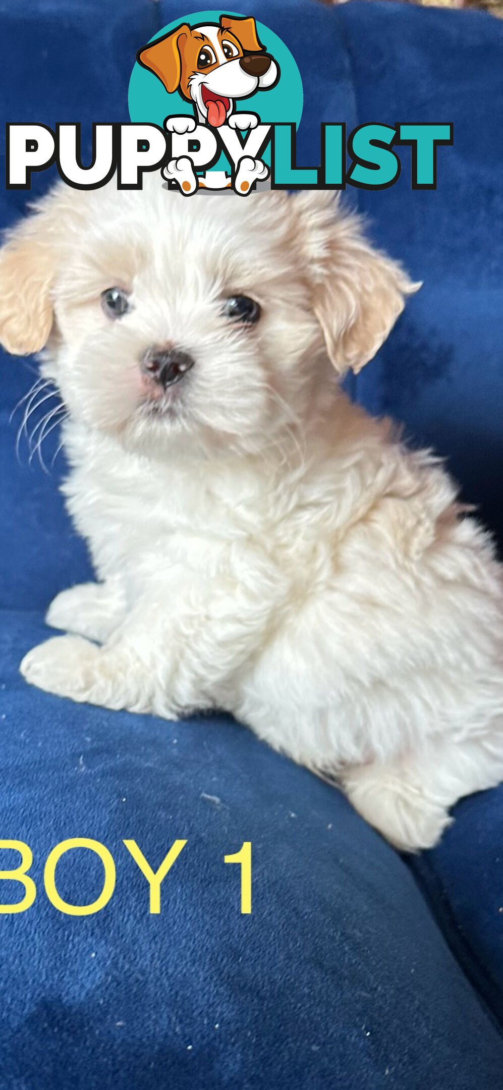 Maltese X Shihtzu puppies