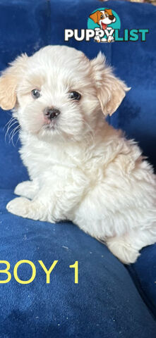 Maltese X Shihtzu puppies