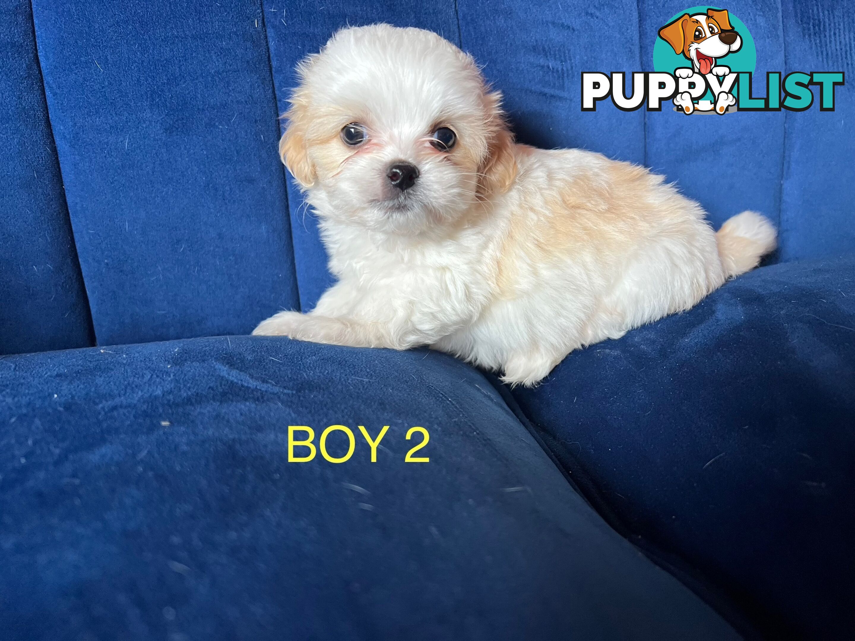 Maltese X Shihtzu puppies