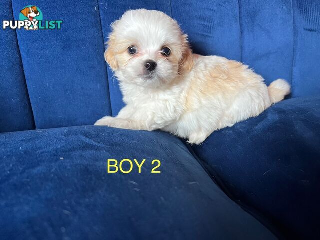 Maltese X Shihtzu puppies