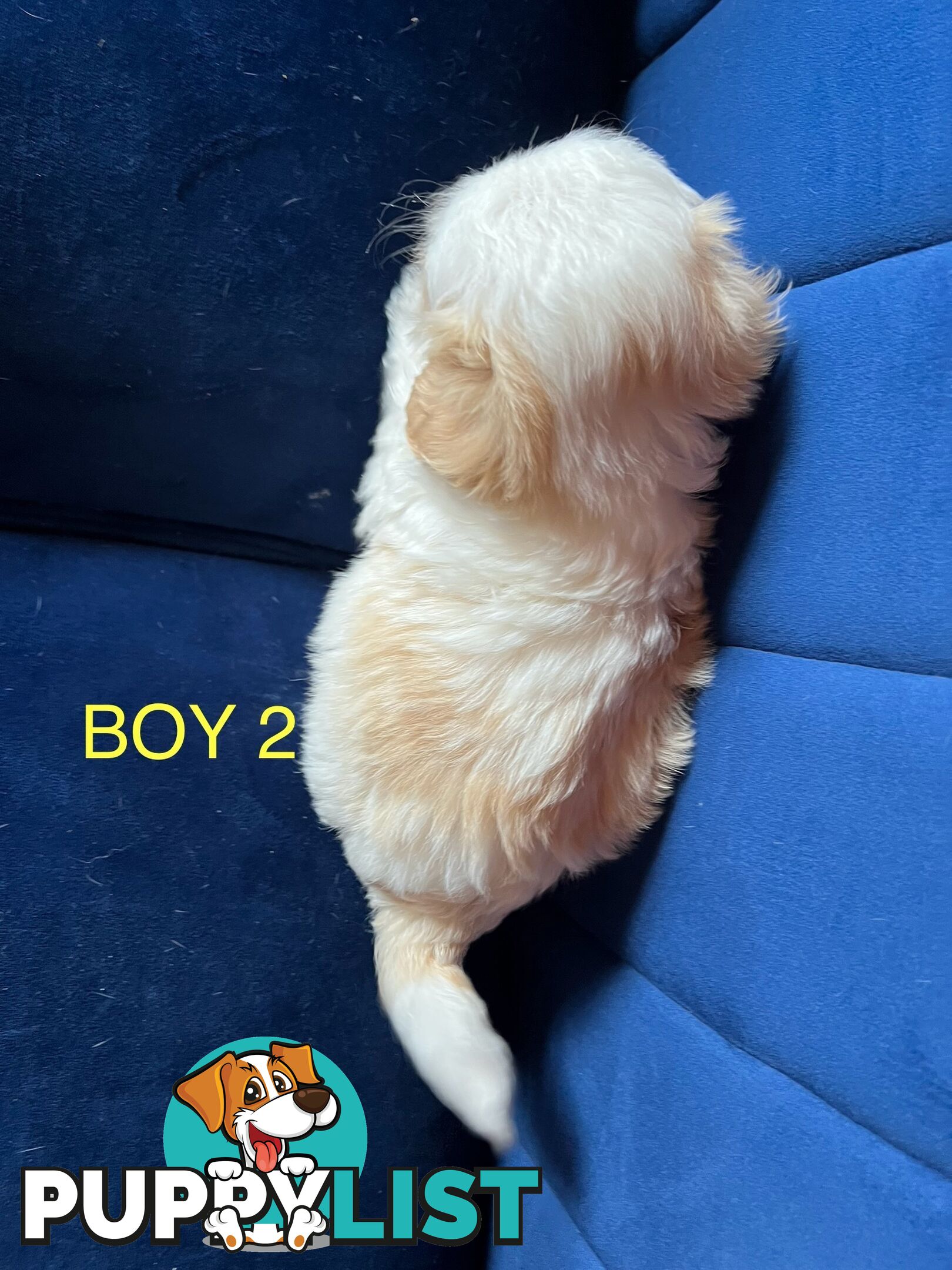 Maltese X Shihtzu puppies