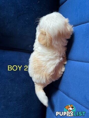 Maltese X Shihtzu puppies