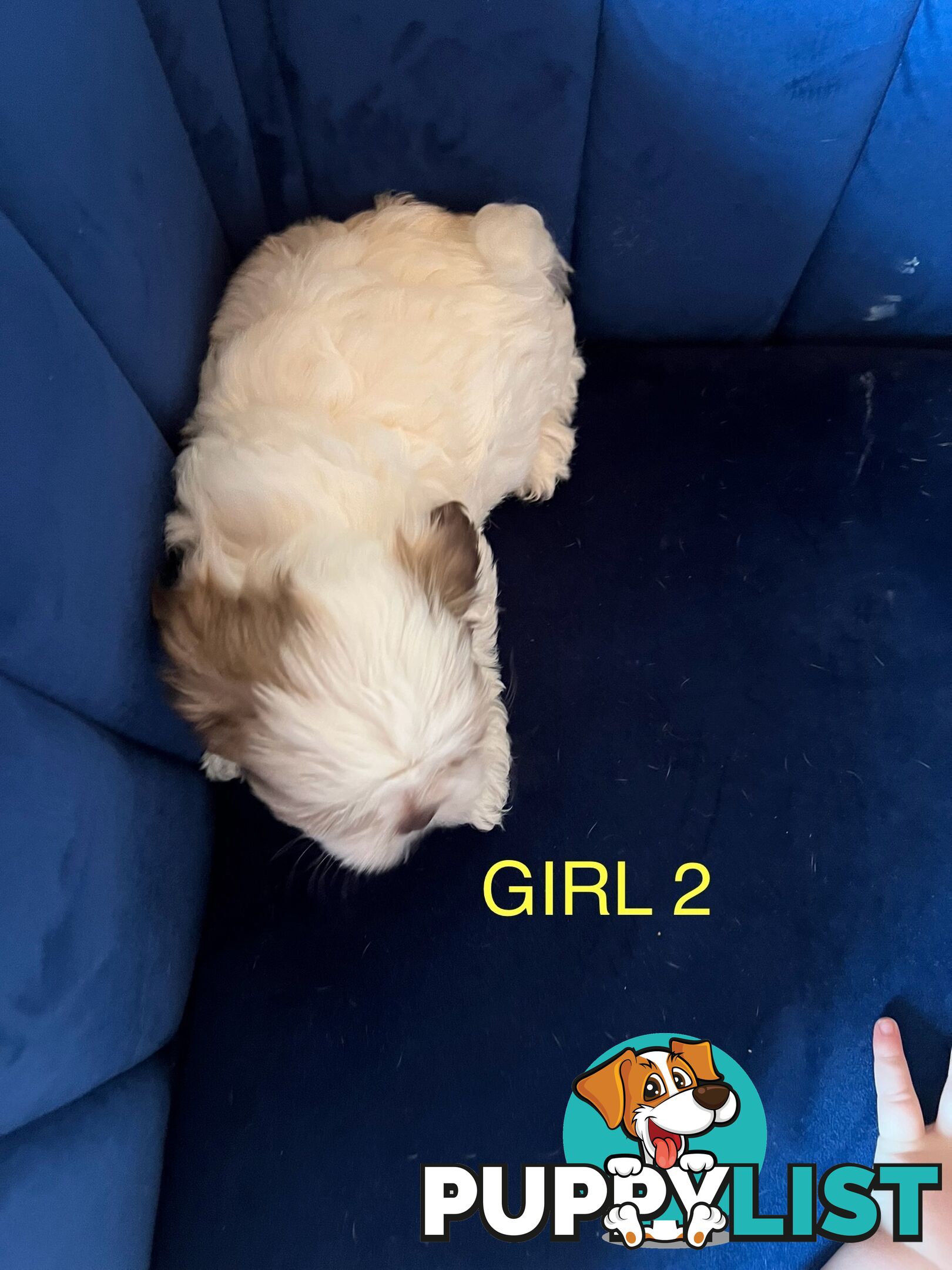 Maltese X Shihtzu puppies