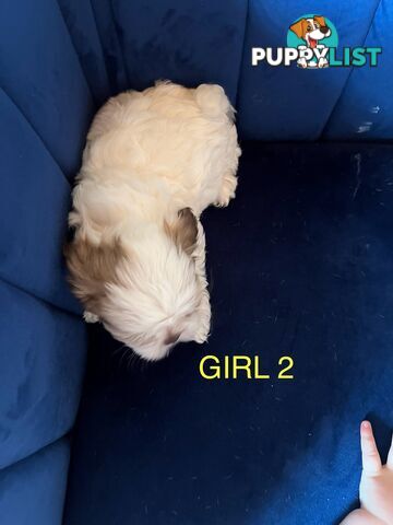 Maltese X Shihtzu puppies