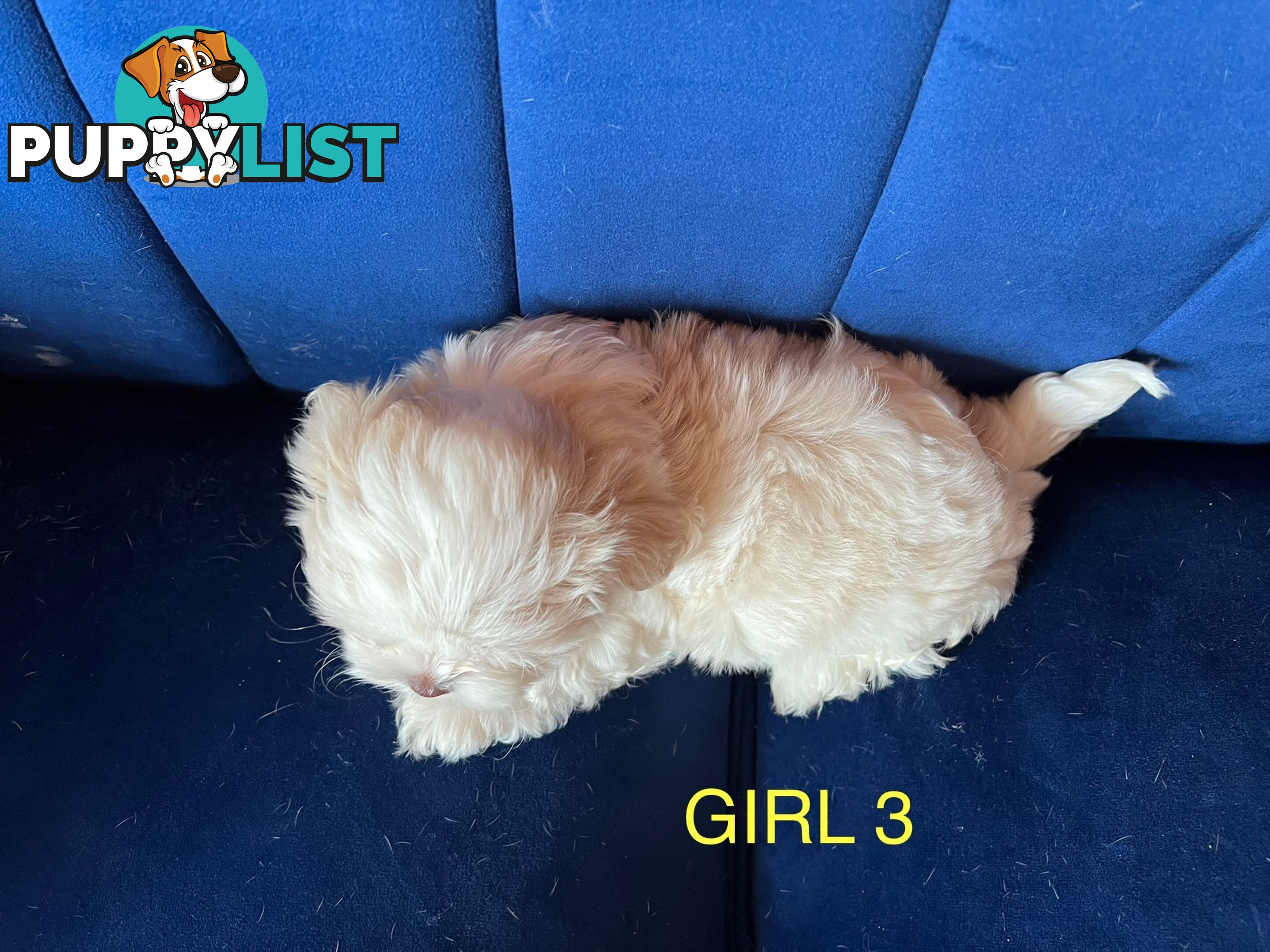 Maltese X Shihtzu puppies