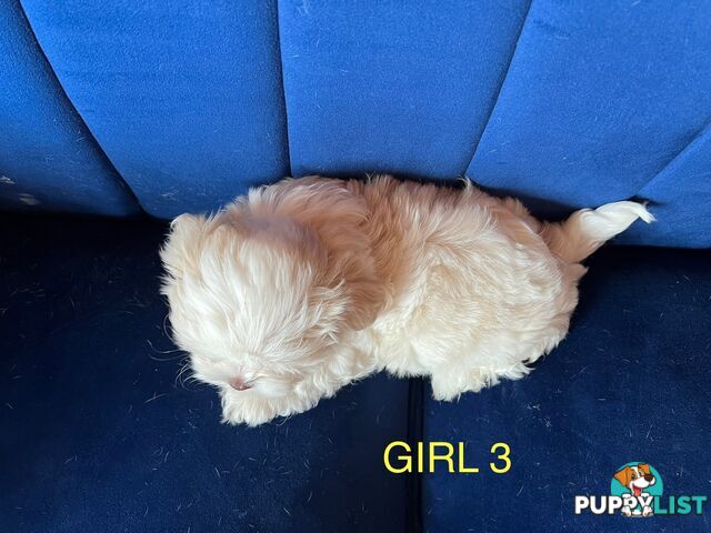 Maltese X Shihtzu puppies