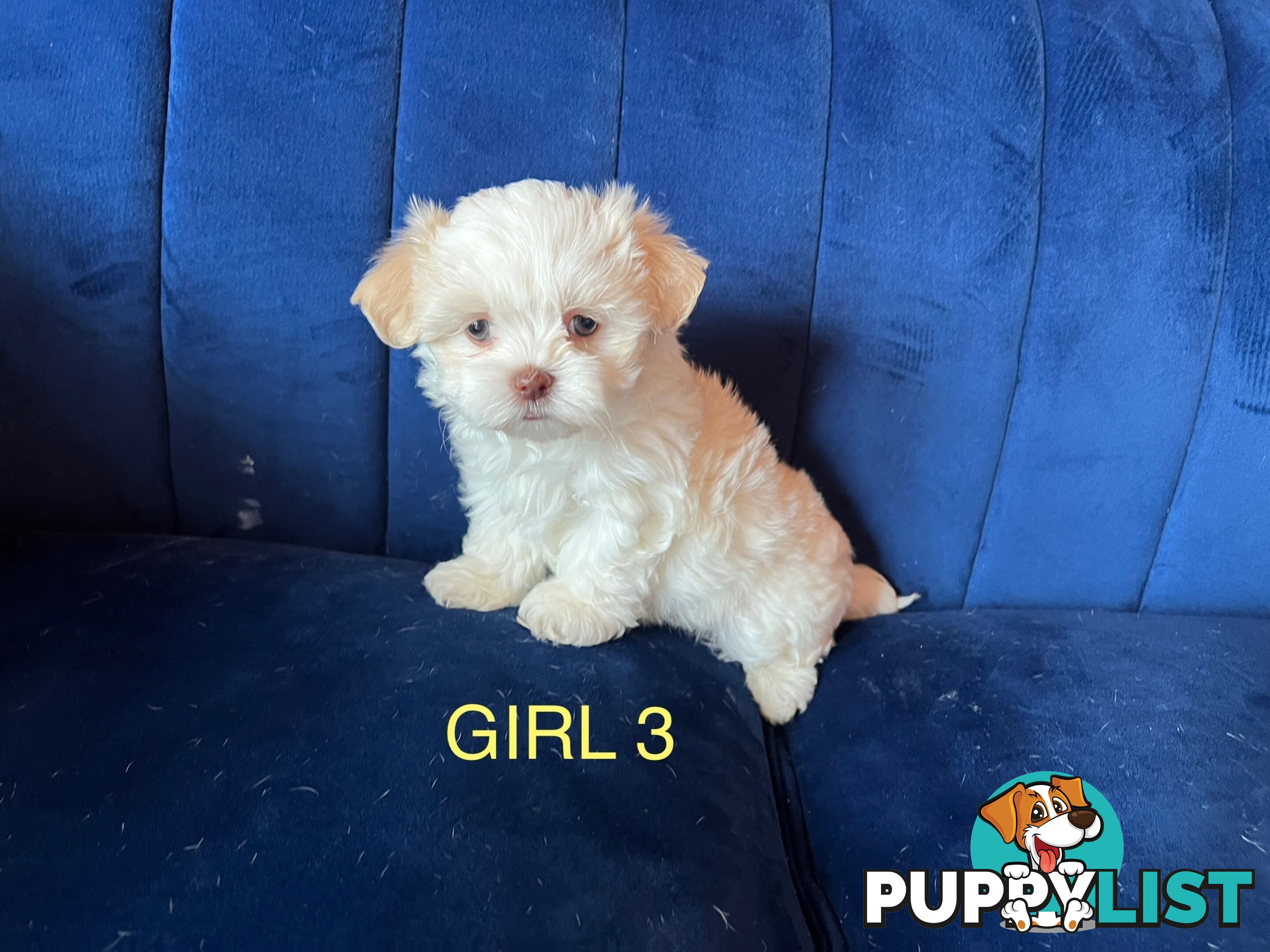 Maltese X Shihtzu puppies