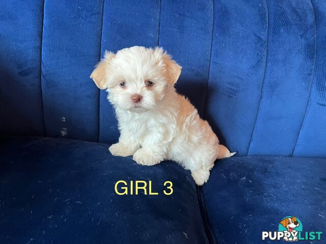 Maltese X Shihtzu puppies