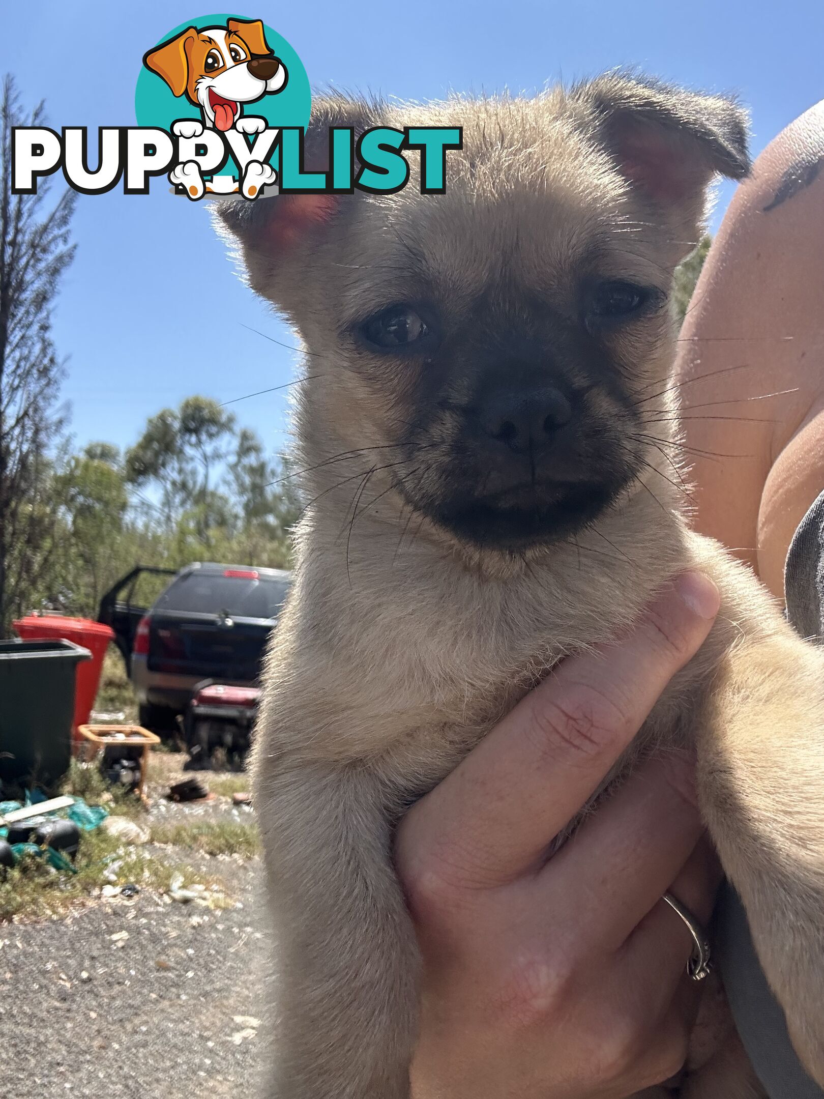 Pugalier Puppies