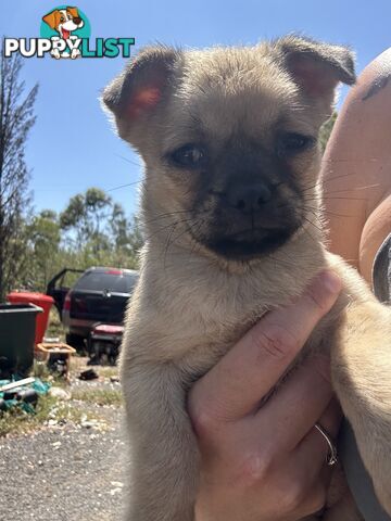 Pugalier Puppies