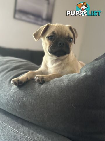 Pugalier Puppies