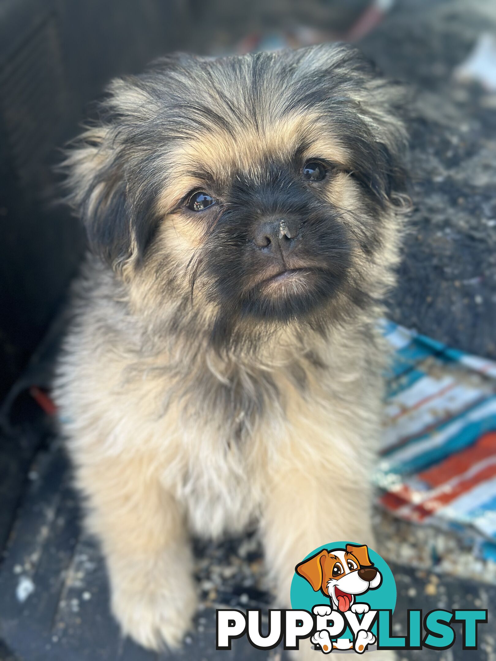 Pugalier Puppies