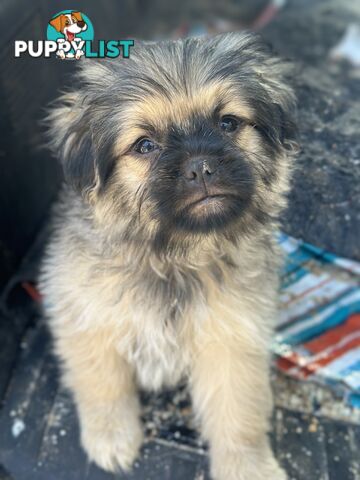 Pugalier Puppies