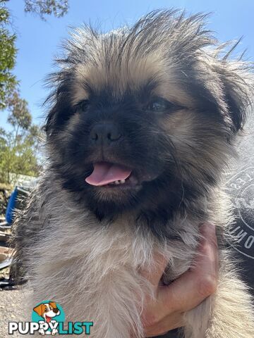 Pugalier Puppies