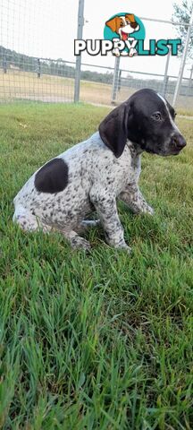 German Shorthaired Pointer