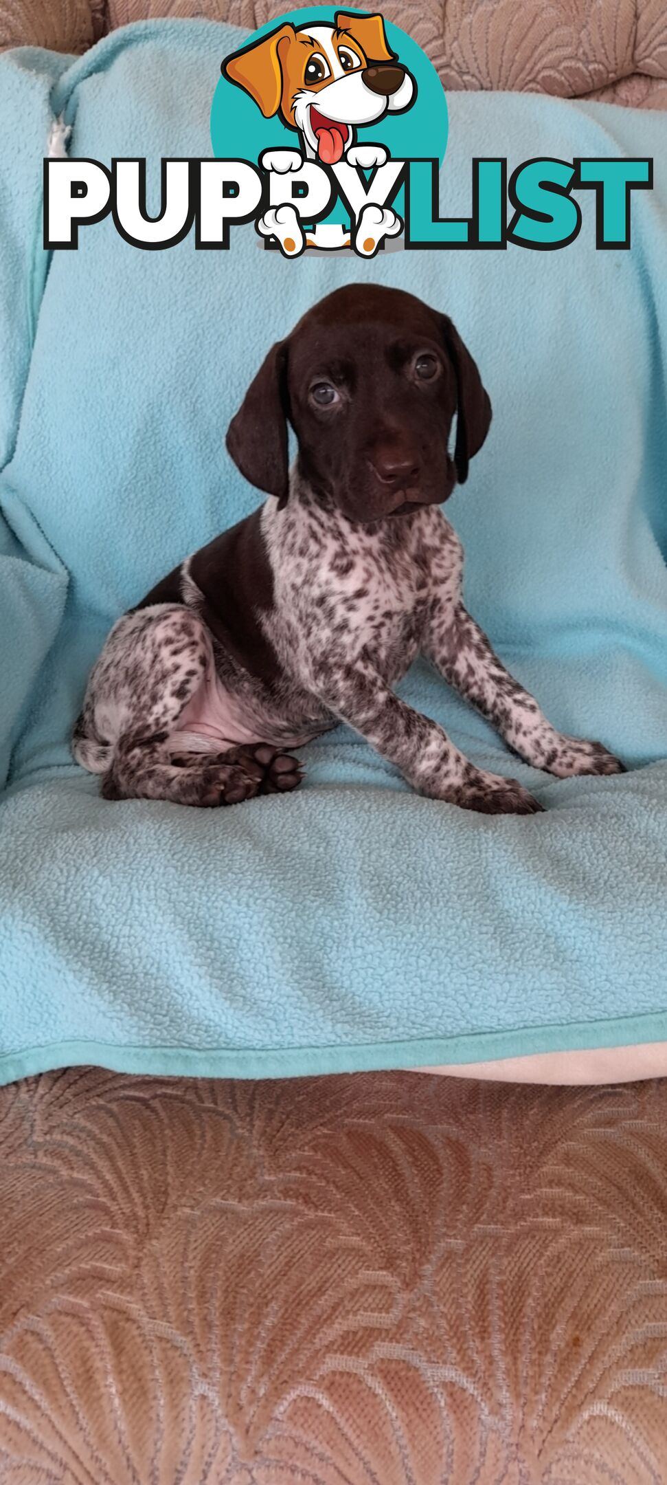 German Shorthaired Pointer