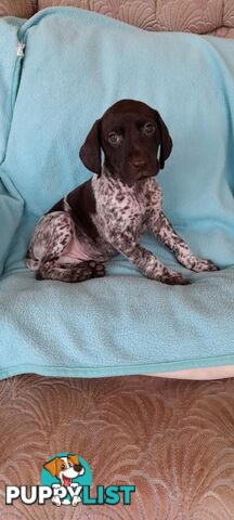 German Shorthaired Pointer