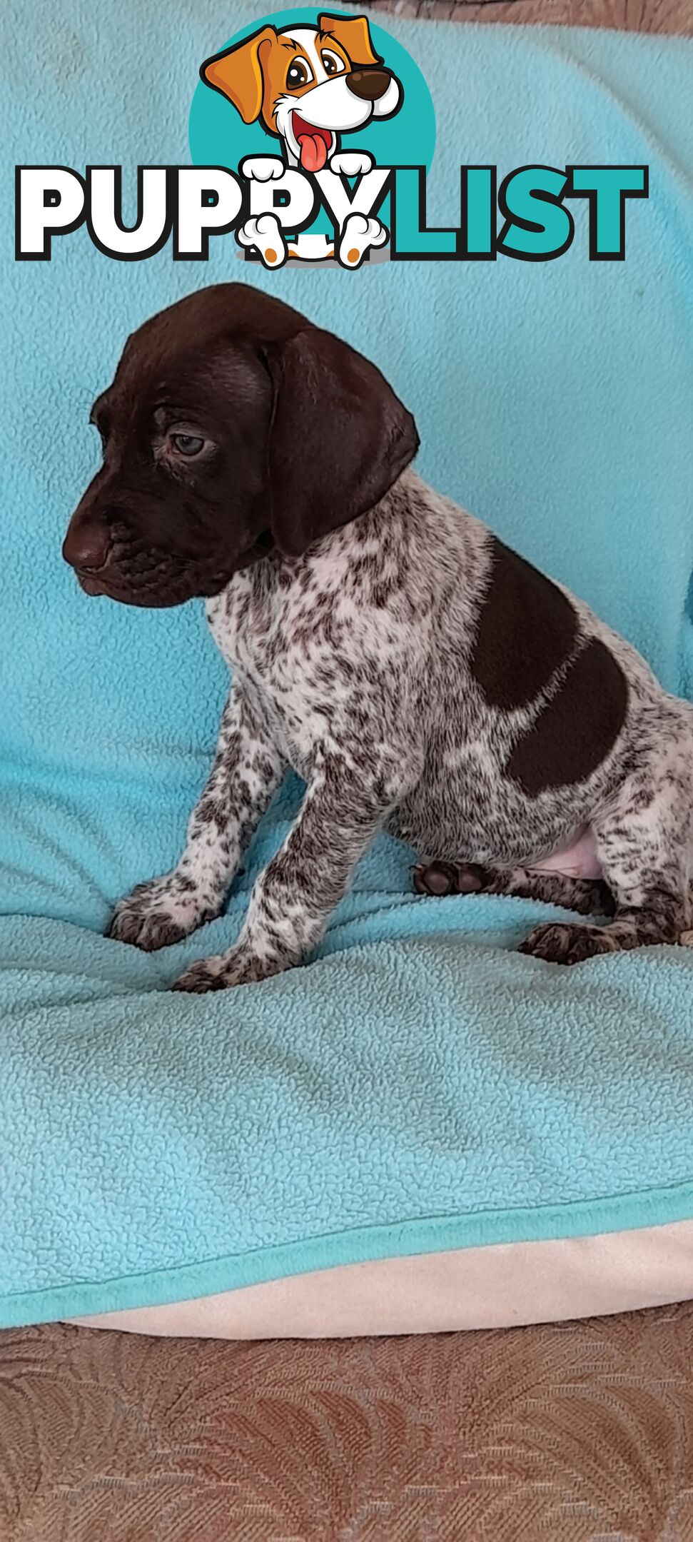 German Shorthaired Pointer