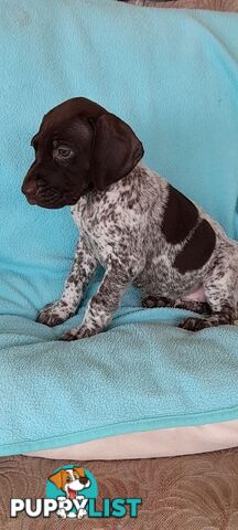 German Shorthaired Pointer