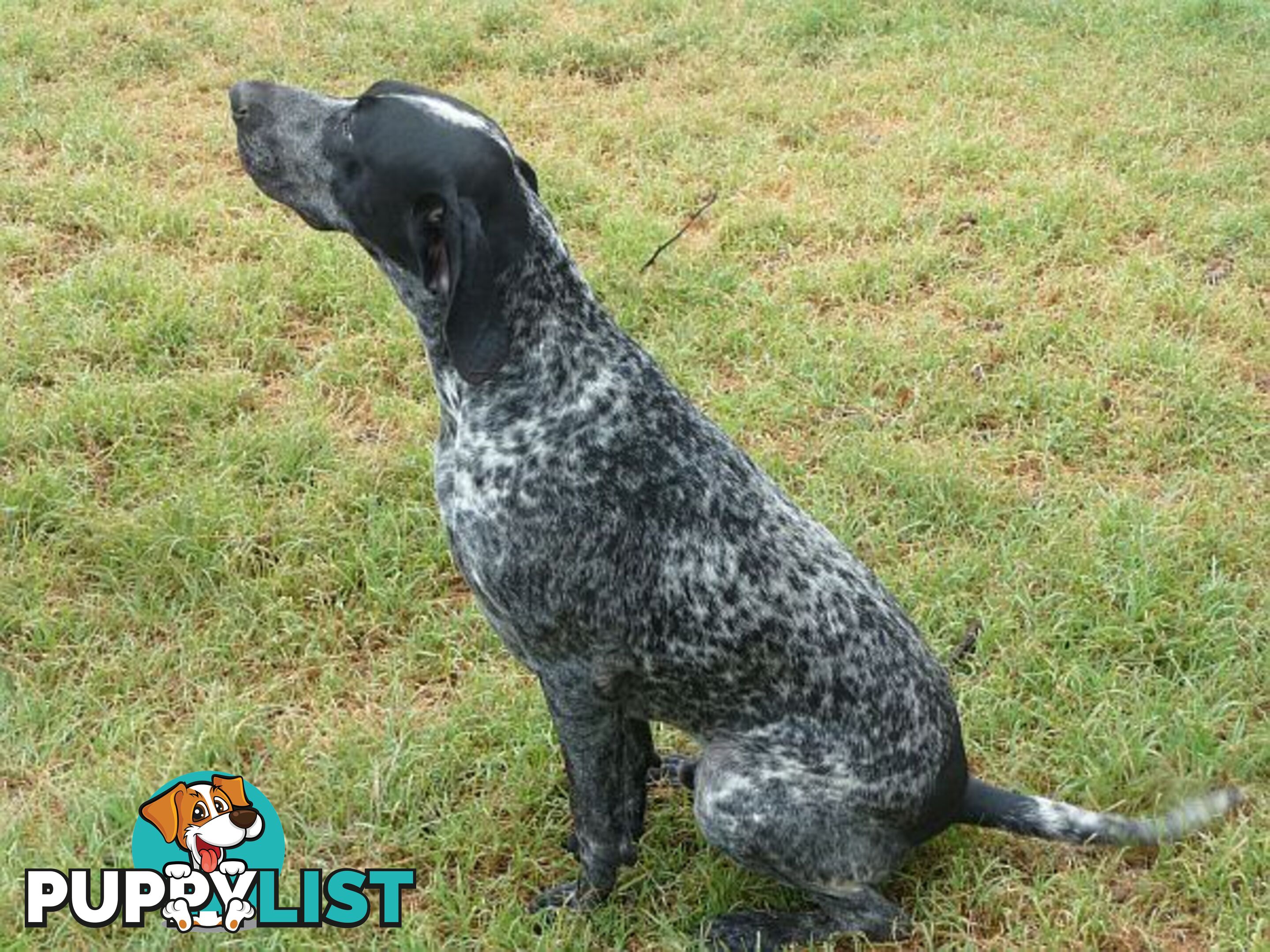 German Shorthaired Pointer