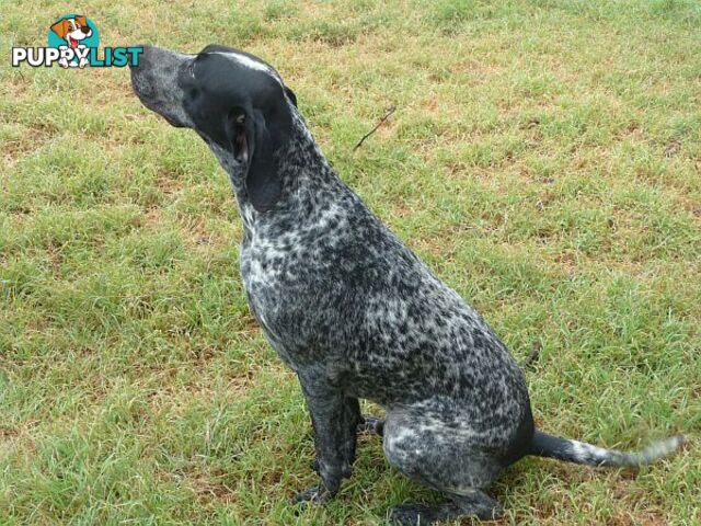 German Shorthaired Pointer