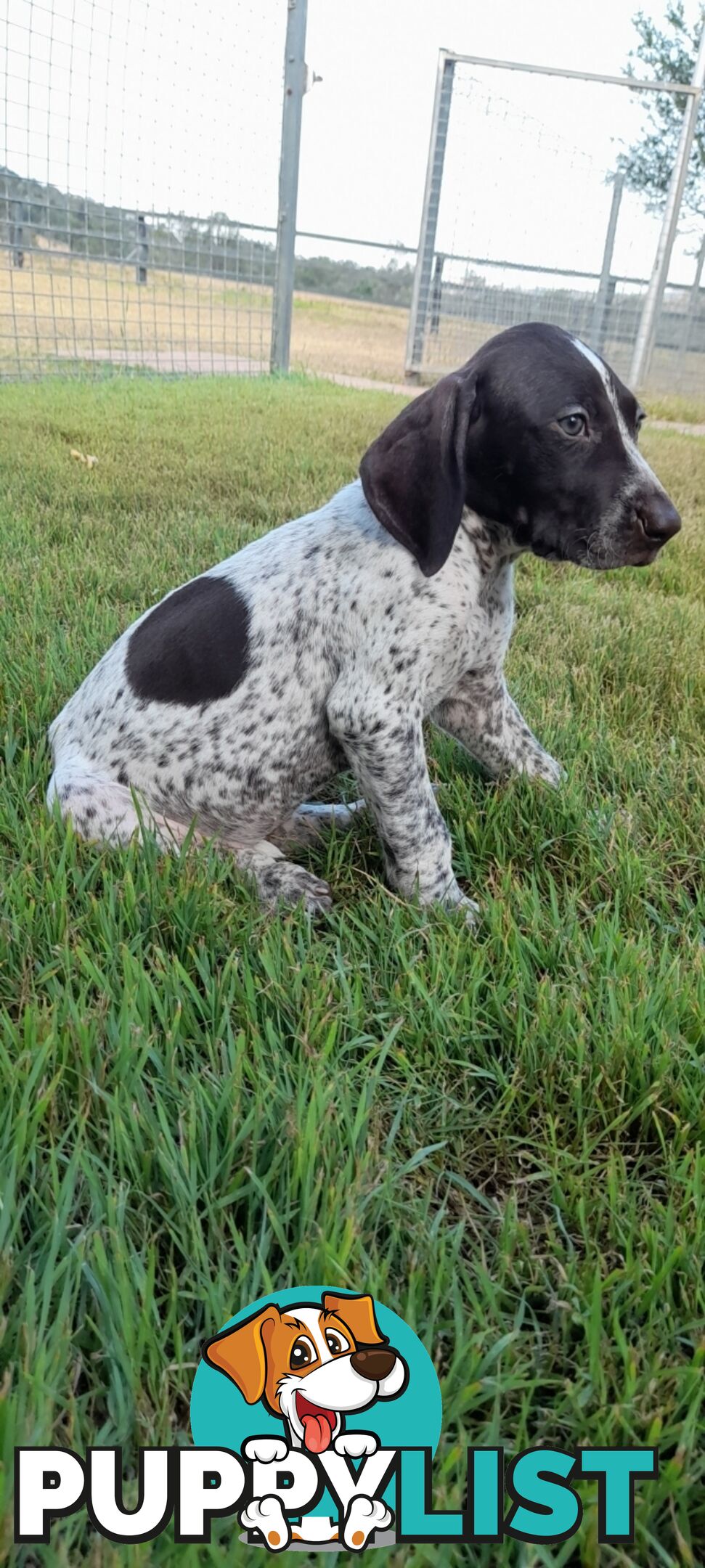 German Shorthaired Pointer