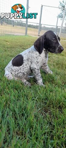 German Shorthaired Pointer