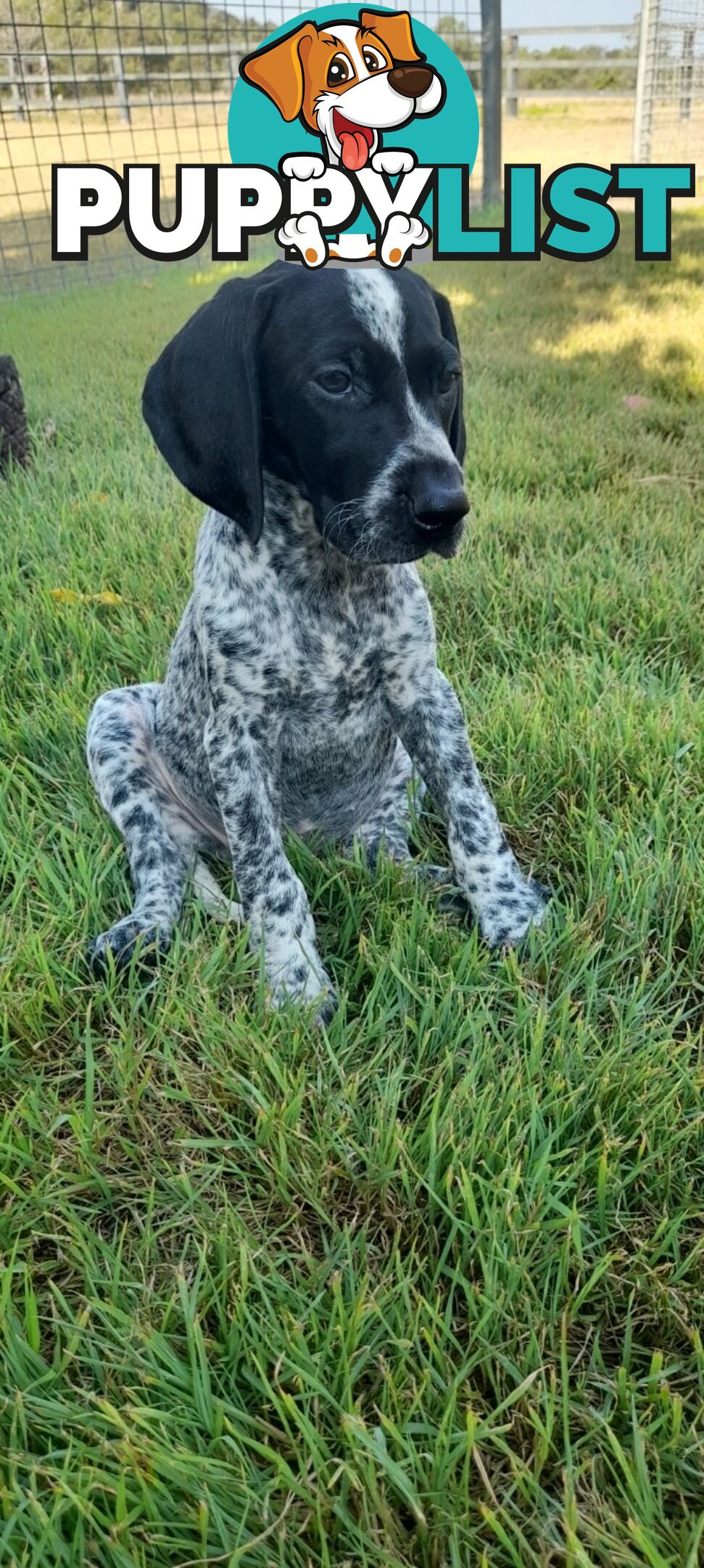 German Shorthaired Pointer